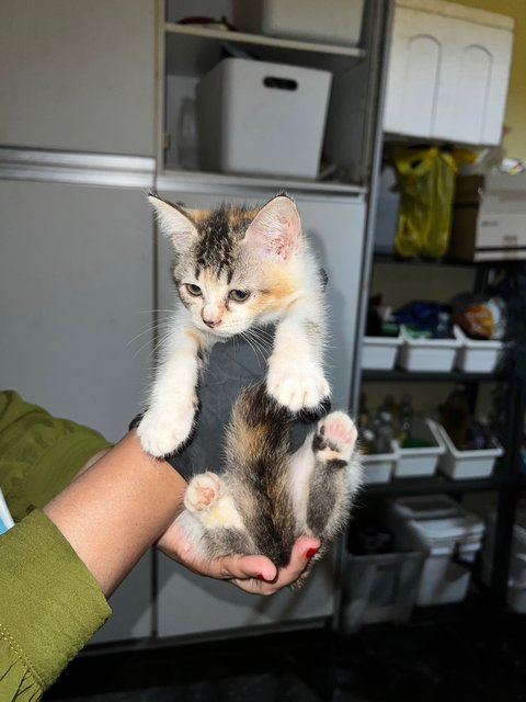 Marble - Calico Cat