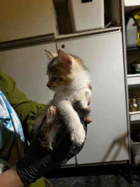 Marble - Calico Cat