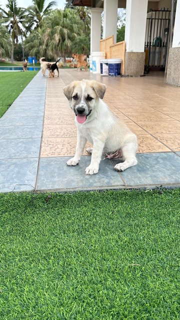 Snowbell - Mixed Breed Dog