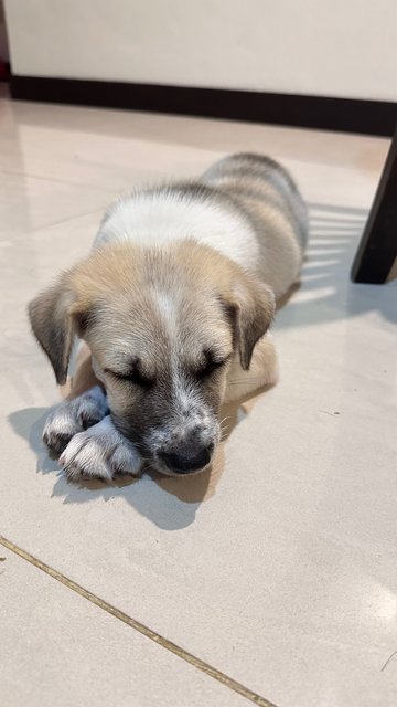 Snowbell - Mixed Breed Dog