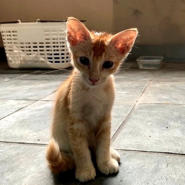 Pumpkin - Domestic Short Hair Cat