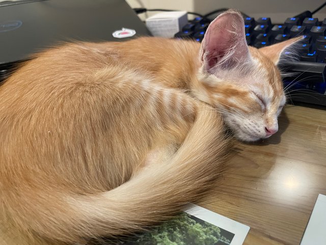 Pumpkin - Domestic Short Hair Cat