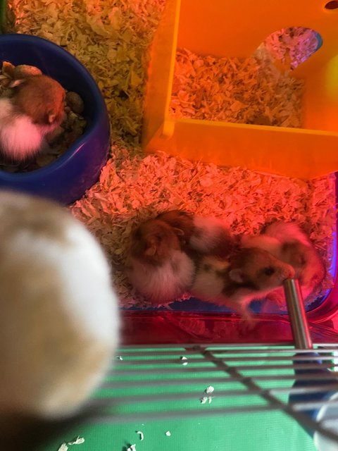 Clown - Syrian / Golden Hamster Hamster