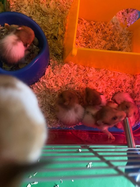 Clown - Syrian / Golden Hamster Hamster