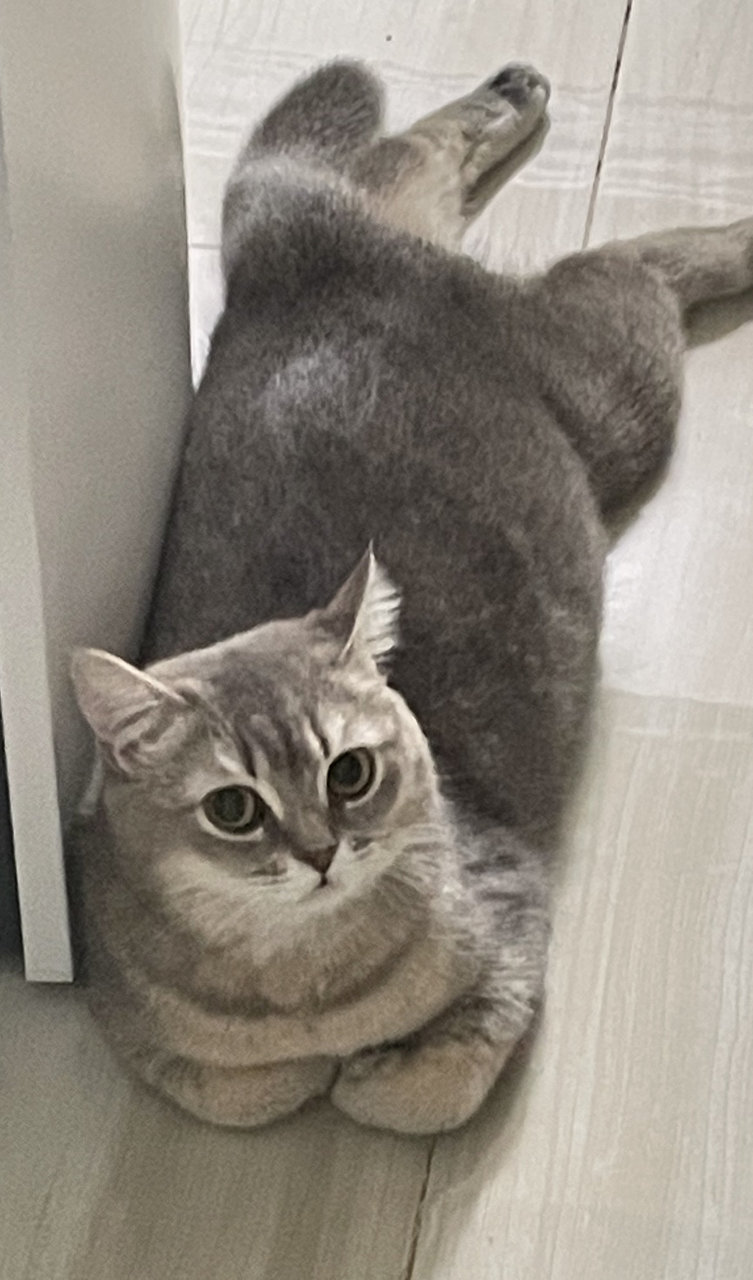 Ria - British Shorthair Cat