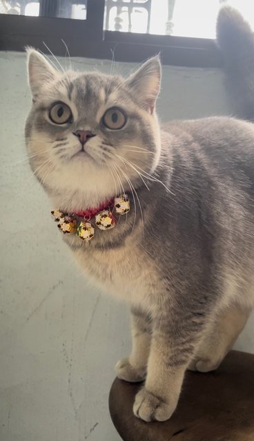 Ria - British Shorthair Cat