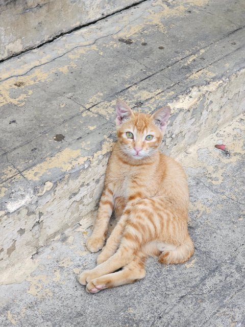 Pedro, Nero, Patches And Simba - Domestic Short Hair Cat