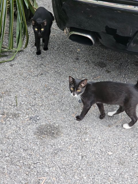 Pedro, Nero, Patches And Simba - Domestic Short Hair Cat