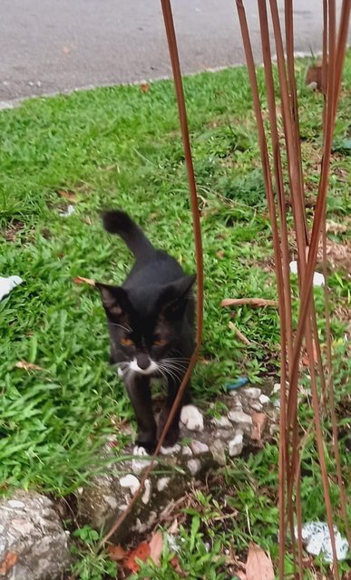 Pedro, Nero, Patches And Simba - Domestic Short Hair Cat