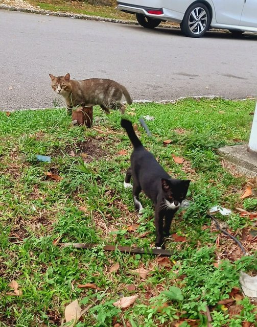 Pedro, Nero, Patches And Simba - Domestic Short Hair Cat