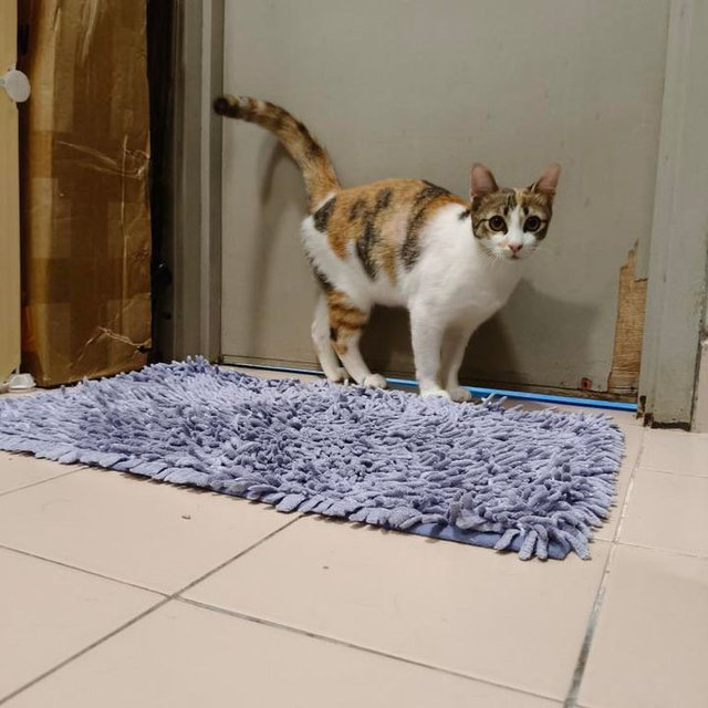 Victoria: Affectionate &amp; Playful - Calico Cat