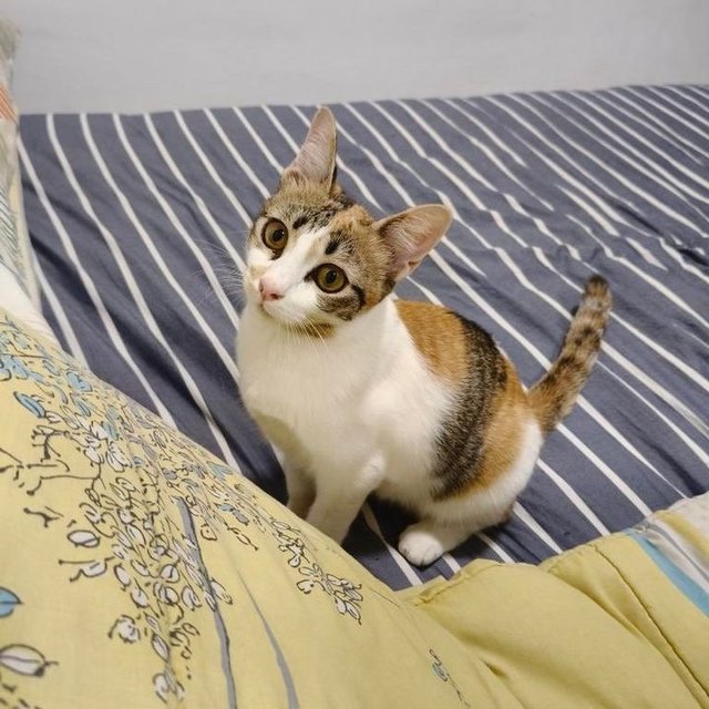 Victoria: Affectionate &amp; Playful - Calico Cat