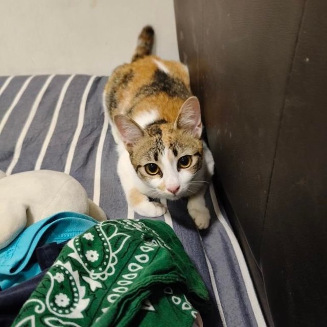 Victoria: Affectionate &amp; Playful - Calico Cat