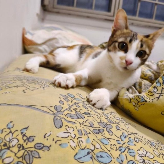 Victoria: Affectionate &amp; Playful - Calico Cat