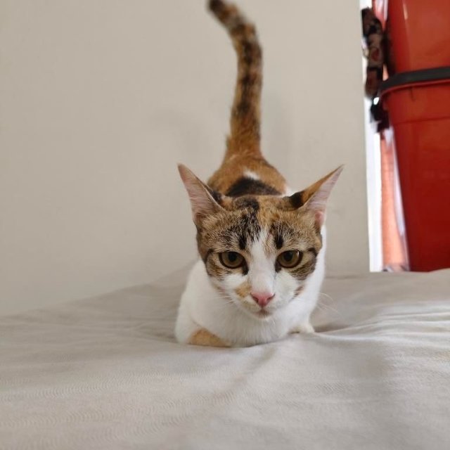 Victoria: Affectionate &amp; Playful - Calico Cat