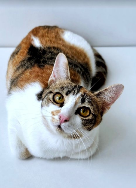 Victoria: Affectionate &amp; Playful - Calico Cat