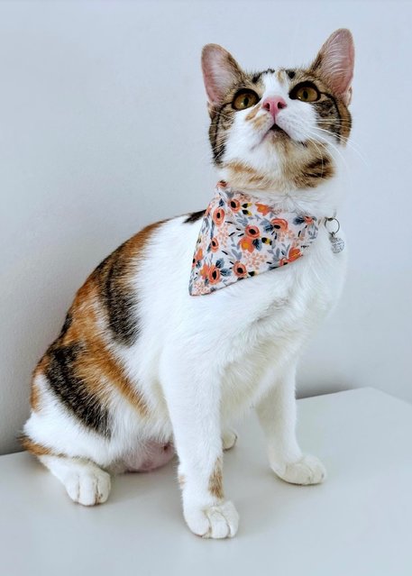 Victoria: Affectionate &amp; Playful - Calico Cat