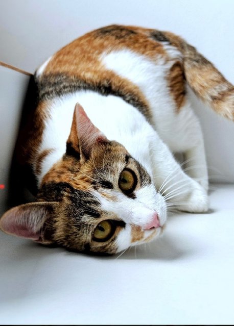 Victoria: Affectionate &amp; Playful - Calico Cat