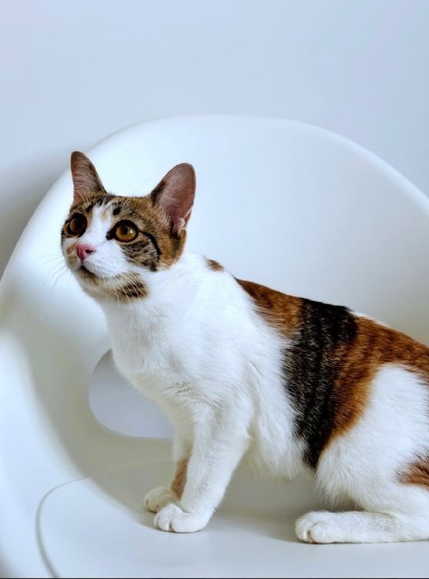 Victoria: Affectionate &amp; Playful - Calico Cat