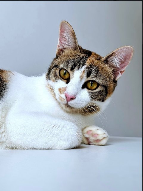 Victoria: Affectionate &amp; Playful - Calico Cat