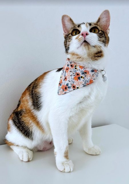 Victoria: Affectionate &amp; Playful - Calico Cat