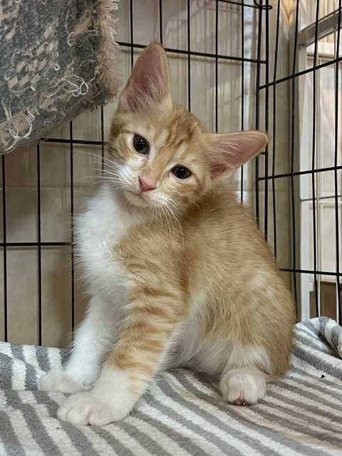 2 Months Old Kittens - Domestic Medium Hair Cat