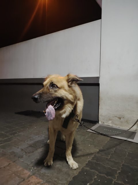 Kaka - Mixed Breed Dog