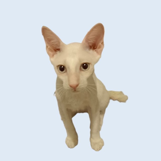 Wade - Oriental Short Hair Cat