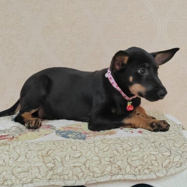 Flora.  - Doberman Pinscher Mix Dog