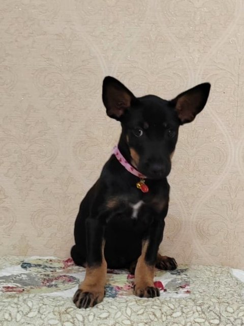 Flora.  - Doberman Pinscher Mix Dog