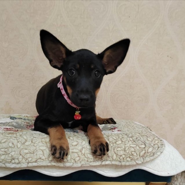 Flora.  - Doberman Pinscher Mix Dog