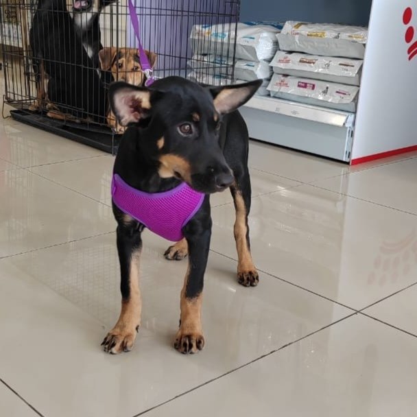 Flora.  - Doberman Pinscher Mix Dog