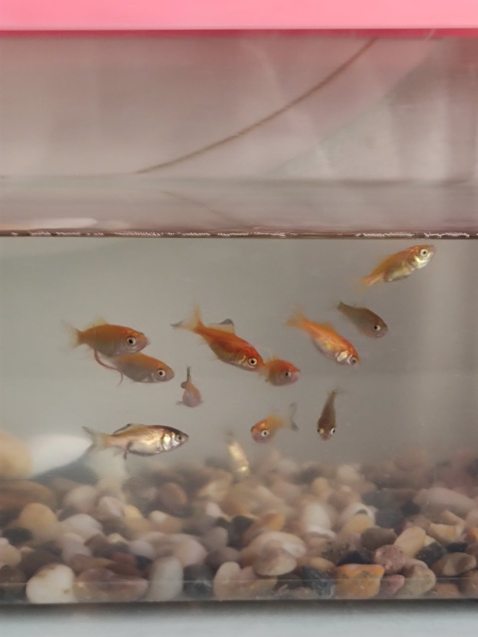 Feeder Fish ( Gold And Normal) - Goldfish Fish