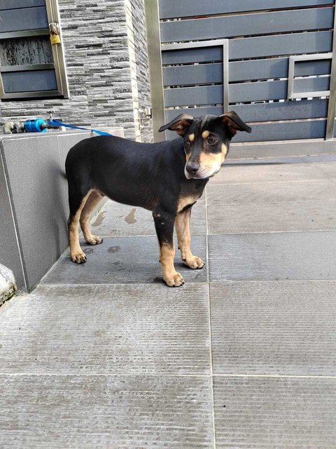 Nana.  - German Pinscher Mix Dog