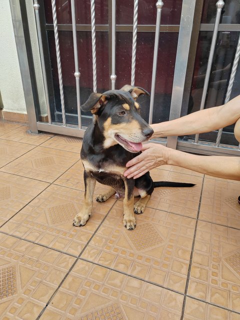 Nana.  - German Pinscher Mix Dog