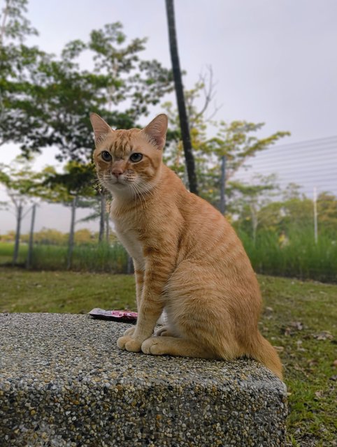 Ranga - Tabby + Domestic Short Hair Cat