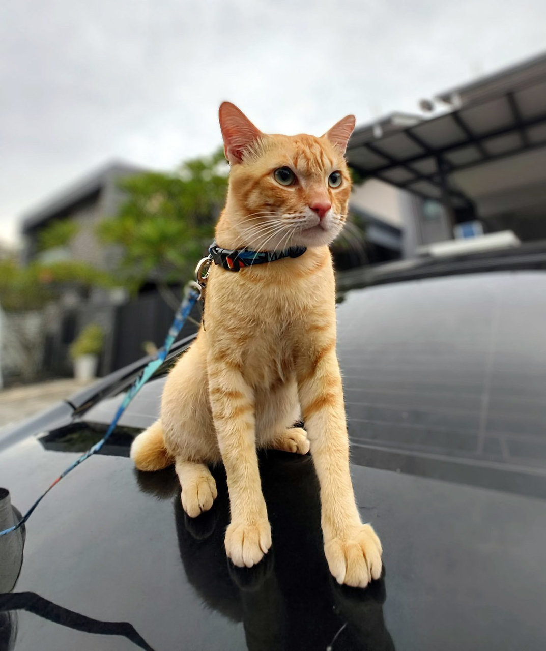 Ranga - Tabby + Domestic Short Hair Cat