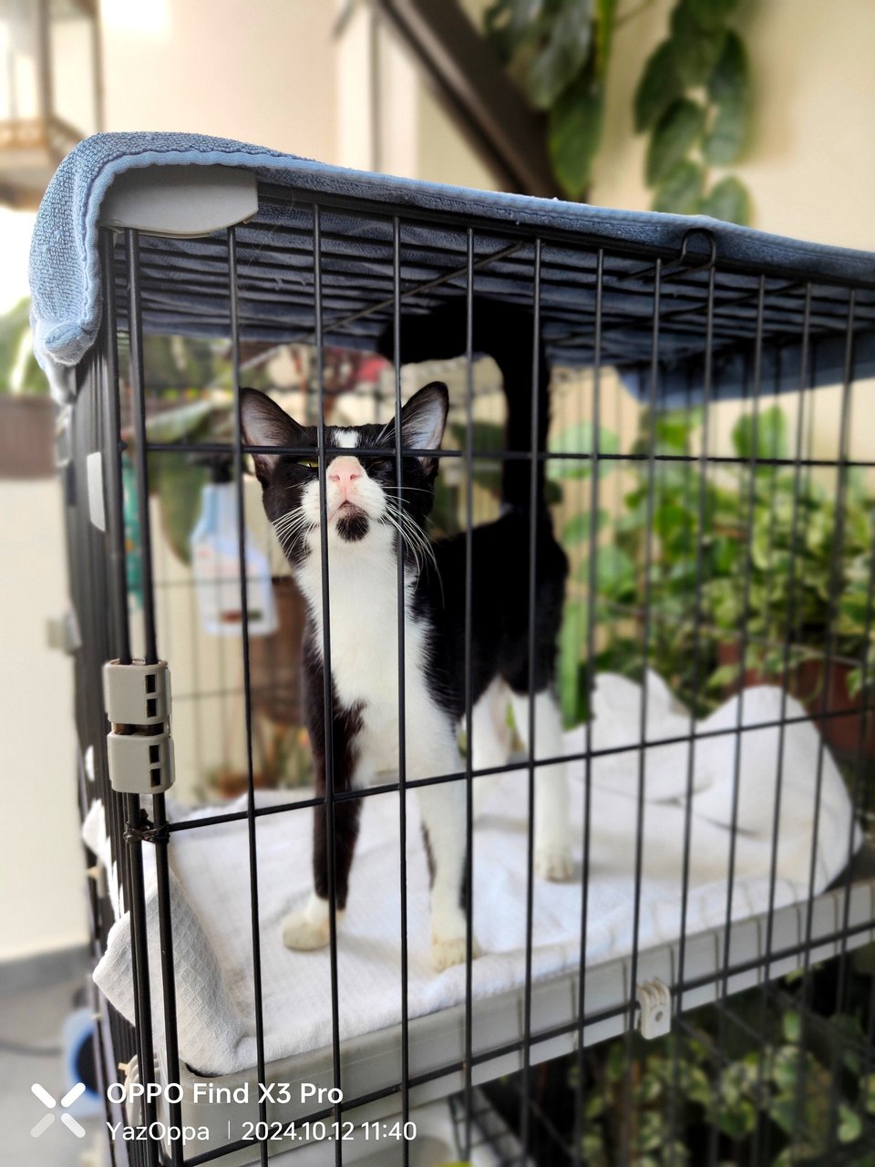 Baby Moustache  - Domestic Short Hair Cat