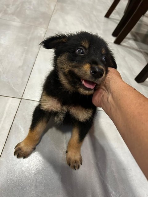 German Shepherd Mixed - German Shepherd Dog + Terrier Dog