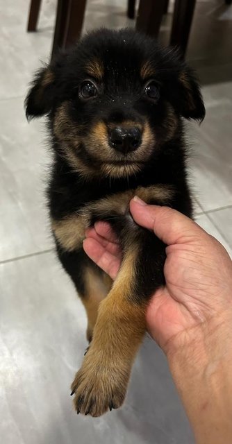 German Shepherd Mixed - German Shepherd Dog + Terrier Dog