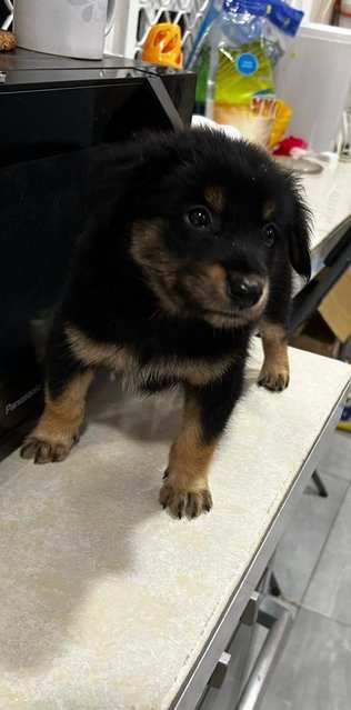 German Shepherd Mixed - German Shepherd Dog + Terrier Dog