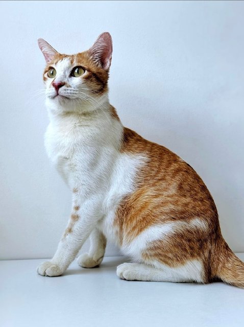 Tanner's Your Perfect 1st Cat - Domestic Short Hair Cat