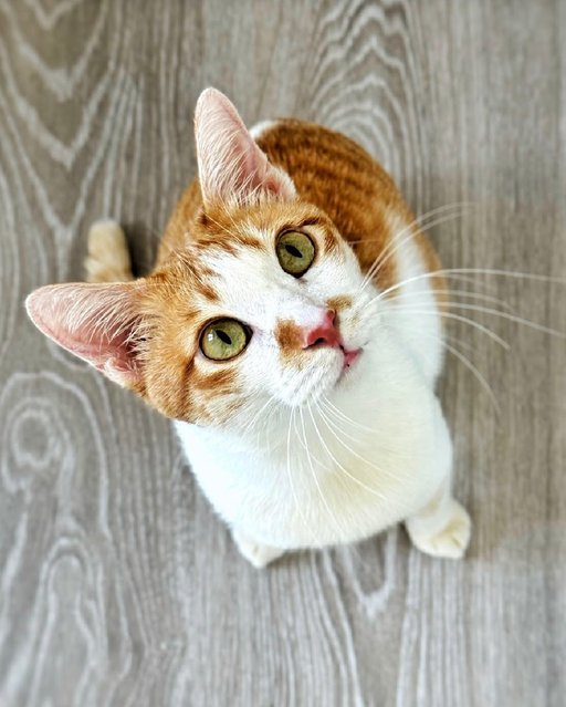 Tanner's Your Perfect 1st Cat - Domestic Short Hair Cat