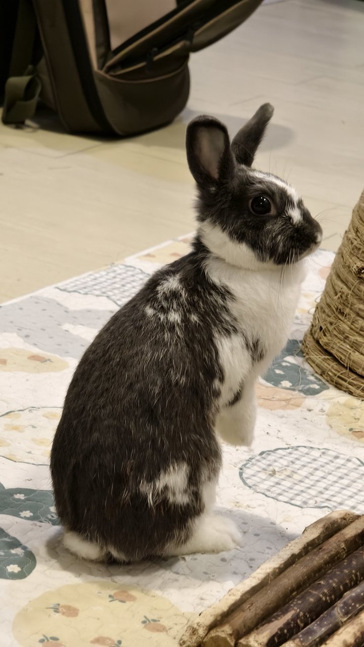 Rappie - Mini Rex Rabbit