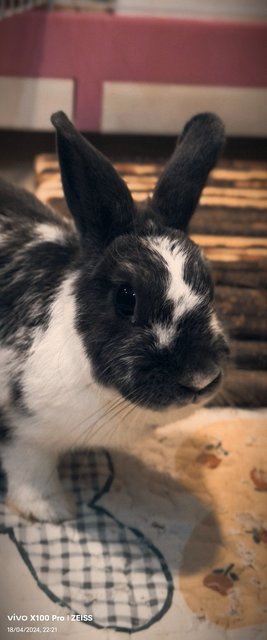 Rappie - Mini Rex Rabbit