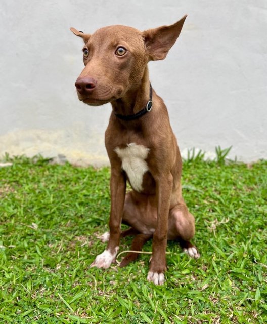 Ruby - Mixed Breed Dog