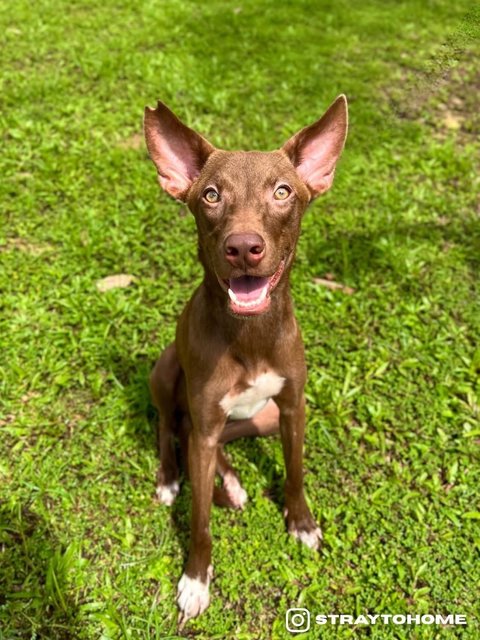 Ruby - Doberman Pinscher Mix Dog