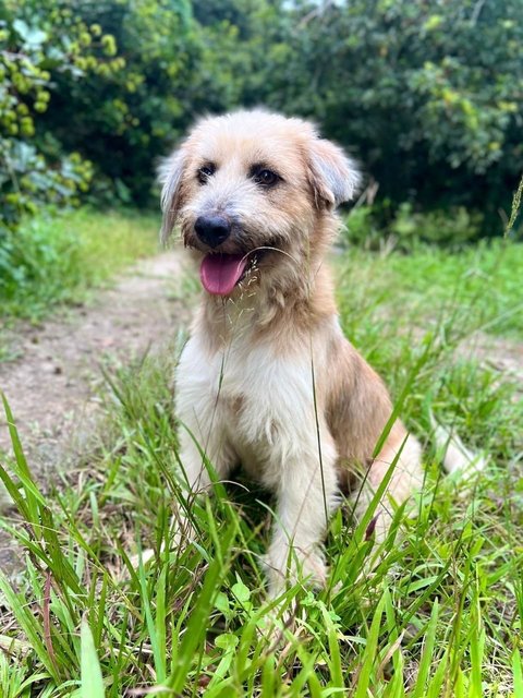 Bonnie - Terrier Mix Dog