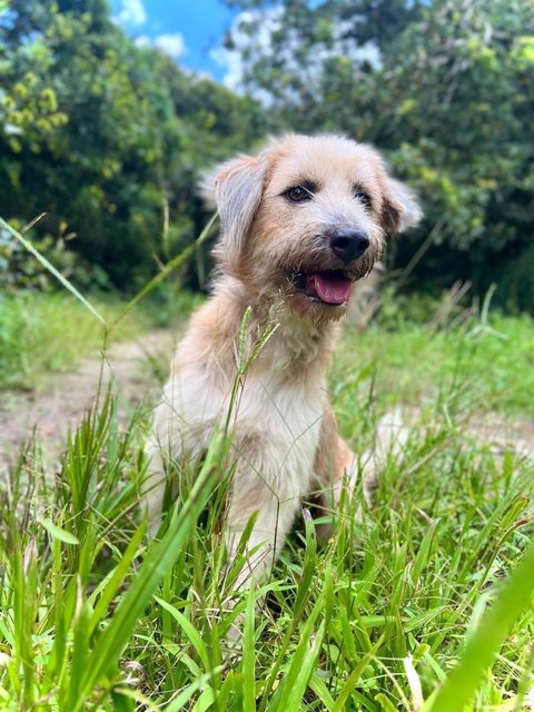 Bonnie - Terrier Mix Dog