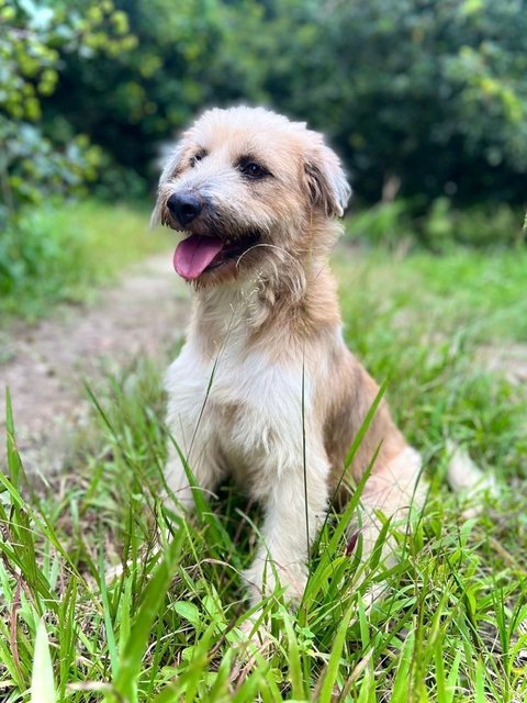 Bonnie - Terrier Mix Dog